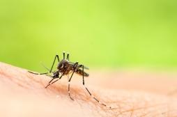 Zika : une appli pour détecter le virus dans le sang