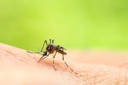 Dengue : un nouveau cas signalé dans le Var