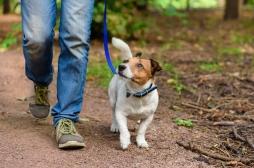 Traumatisme crânien : pourquoi vous prenez des risques en promenant votre chien