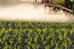 Pesticide : le chlordécone menace-t-il la fertilité des femmes ?