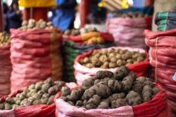 La pomme de terre apporte-t-elle une protection génétique aux problèmes digestifs ?