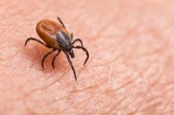 Lyme : une nouvelle piste pour neutraliser les tiques