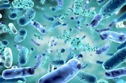 Fort impact de e-coli dans la baisse des infections à bactéries résistantes en 2020