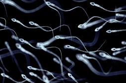 Comment les spermatozoïdes se font accepter par la réponse immunitaire féminine