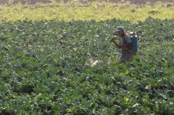 Cancer : les pesticides jugés sans risque le sont-ils vraiment ?