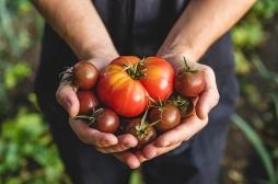 5 bienfaits des tomates pour la santé