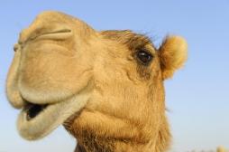 Les anticorps de chameau, nouvel espoir de traitement de la Covid-19