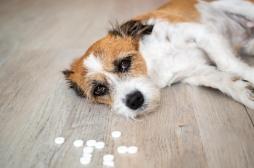 Aspirine, paracétamol : ne donnez pas vos médicaments à votre chien !