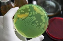 Super bactéries : un « cheval de Troie » pour les détruire de l'intérieur