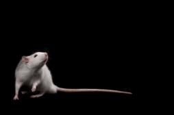 Cancer du poumon : des rats pourraient le détecter dans nos urines