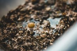 Anorexie : une substance psychédélique pourrait-elle changer la donne ?
