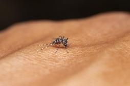 Dengue : une épidémie virulente frappe les Antilles