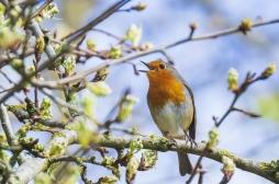 Pourquoi il faut prendre le temps d’écouter les oiseaux