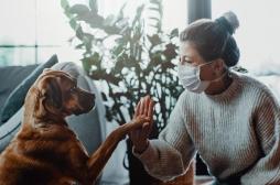 Animaux domestiques : la maladie des chiens anglais était ... un coronavirus