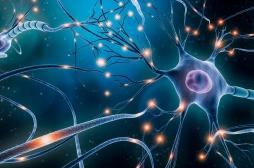 Lésion cérébrale : un biomarqueur prédit si les neurones peuvent se régénérer