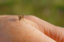 Virus du Nil occidental : quels sont les symptômes de cette maladie qui fait des ravages en Italie