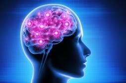 Cerveau : comment la mémoire à court terme fonctionne-t-elle ?