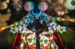 Les yeux de cette crevette bizarre révolutionnent le traitement du cancer 