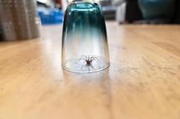 Pourquoi il ne faut pas tuer les araignées de maison