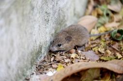 Trois morts contaminés sur un bateau de croisière : c’est quoi le hantavirus ?