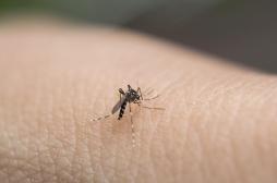 Moustique-tigre : la crainte d'une épidémie de dengue en métropole cet été