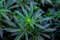 Cannabis : une couverture médiatique trop positive ?