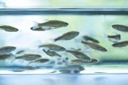 Autisme :  et si cet animal permettait d’identifier les traitements efficaces ?