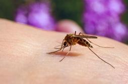 Paludisme : l’enjeu des vaccins en Afrique 