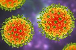 Virus Nipah : faut-il vraiment s’inquiéter ?