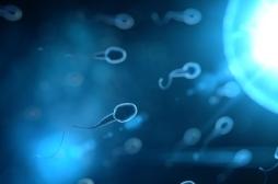 Infertilité masculine : la mutation d'un gène en cause ?