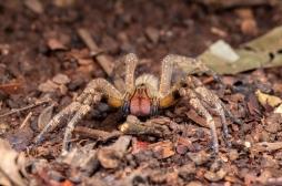 Ce venin d'araignée provocant de longues érections pourrait devenir le nouveau Viagra