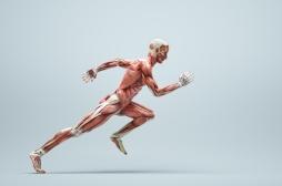Ce que vos muscles disent de votre santé cardiovasculaire