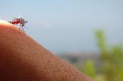 Moustiques : ont-ils disparu avec la canicule ? 