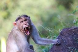 Fièvre hémorragique : un virus mortel chez les singes pourrait se propager à l'humain