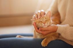 Les 4 bienfaits des chats pour notre santé