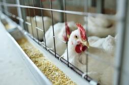 Grippe aviaire : les chercheurs préoccupés par l’évolution rapide du virus H5N1 