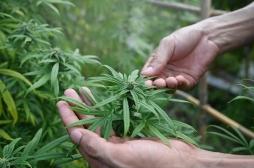 Cannabis : pourquoi les consommateurs sont plus minces 