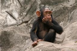 Variole du singe : plus d’une quarantaine de cas suspects en Europe