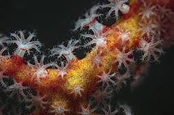 Coloscopie : comment savoir si des polypes peuvent évoluer en cancer ?