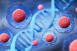 Thérapies par cellules souches : pourquoi l’ANSM tire la sonnette d’alarme