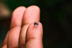 Chikungunya : un premier vaccin, français, arrive bientôt en Europe
