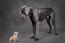 Petit chien vs grand chien : qui altère le plus l’air de votre maison ? 