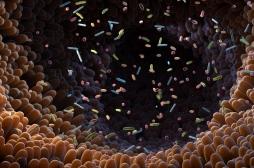 Microbiote intestinal : certaines bonnes bactéries réduisent le cholestérol