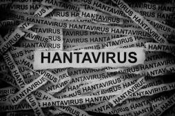 Hantavirus sur un bateau : l’OMS écarte le risque de pandémie