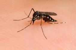 Moustique tigre : un cas de dengue autochtone signalé à Perpignan