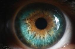 Reins : un scanner 3D des yeux peut donner un aperçu de leur santé