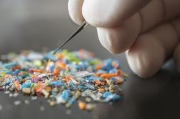 Microplastiques : plus un seul cerveau épargné ? 
