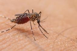 Dengue : une épidémie frappe le Brésil en plein Carnaval de Rio