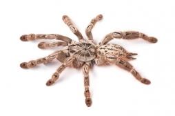 Le venin d’araignée pourrait soigner une forme sévère d’épilepsie chez l'enfant