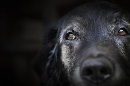 Démence : les chiens ont des symptômes similaires à l’Homme 
